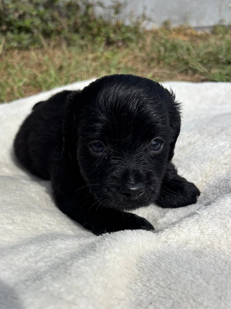 Close-up of a small black puppy laying on a soft white blanket outdoors.