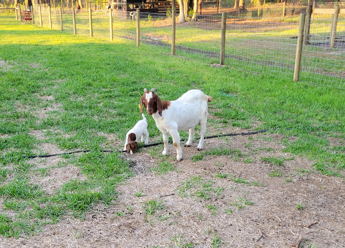 Farm life at Tomlin Farms showing the rural environment where puppies are raised