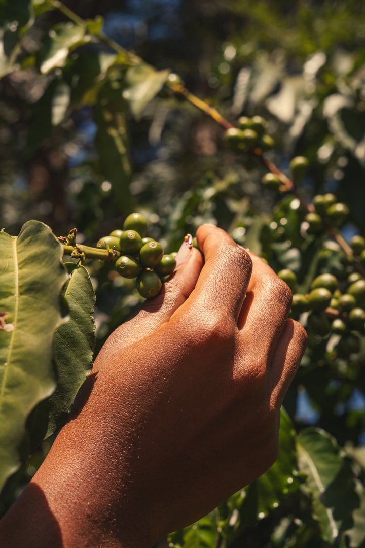 Ruwawa Farm's coffee cultivation