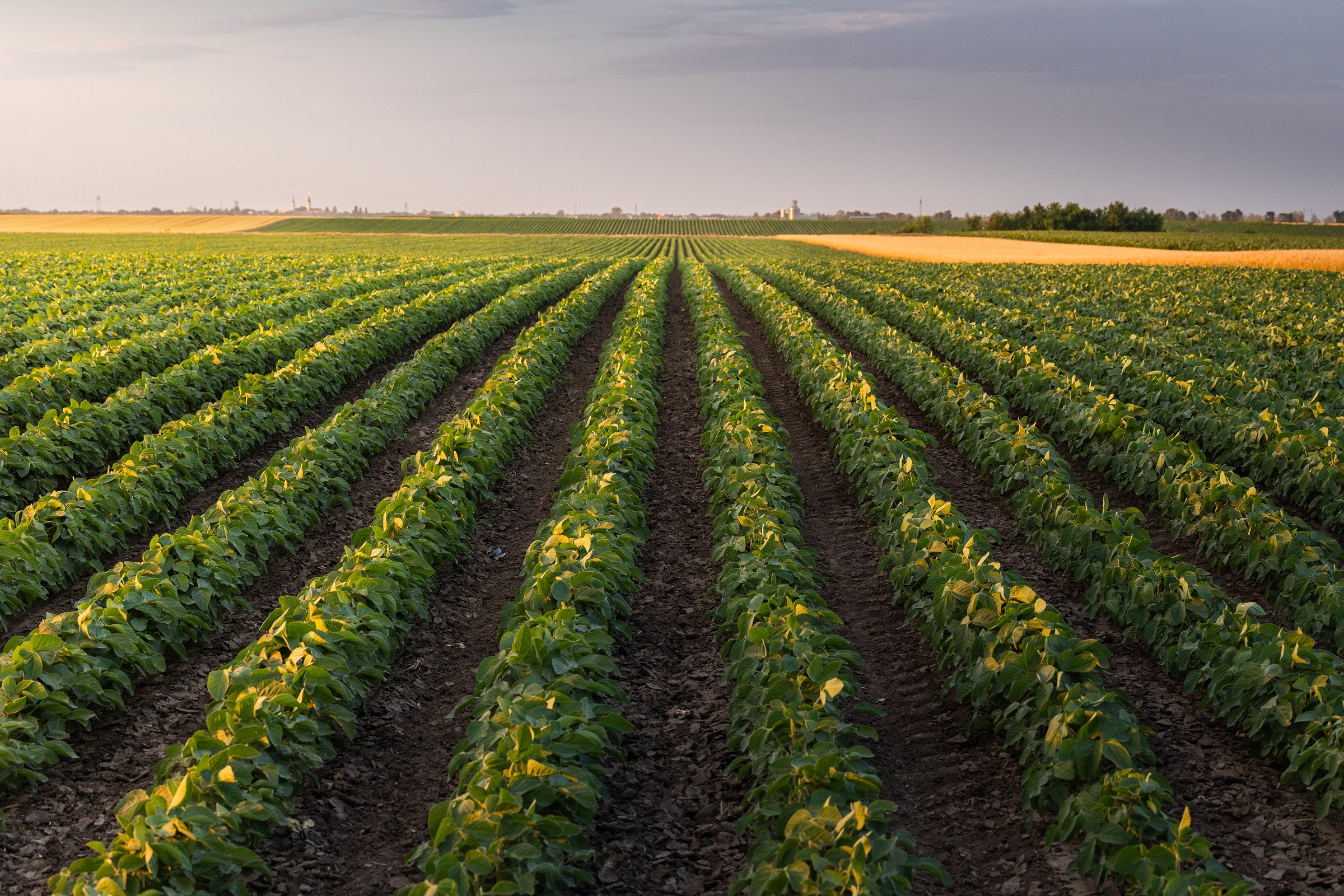 Sunset over growing soybean plants at ranch field