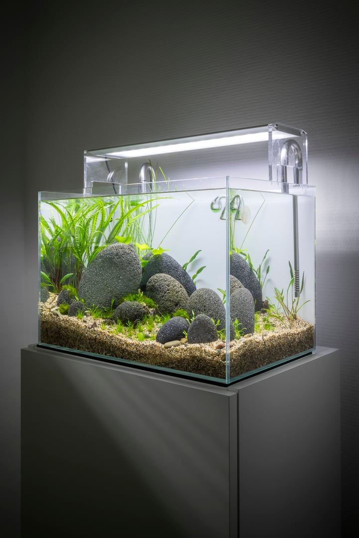 Beautiful home aquarium, river style aqua scape, nanotank