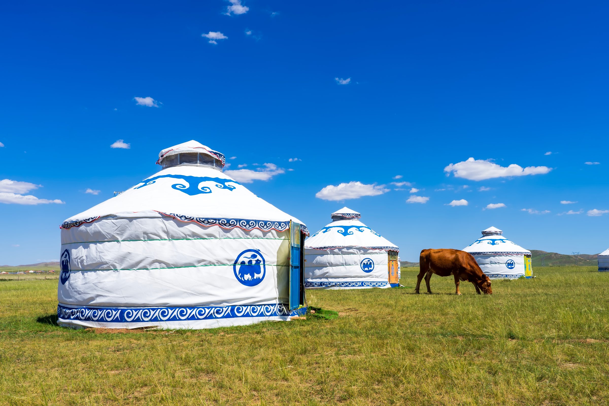 Mongolian yurt on the grassland，Cows and yurts under the blue sky and white clouds Cattle and yurts on the grassland