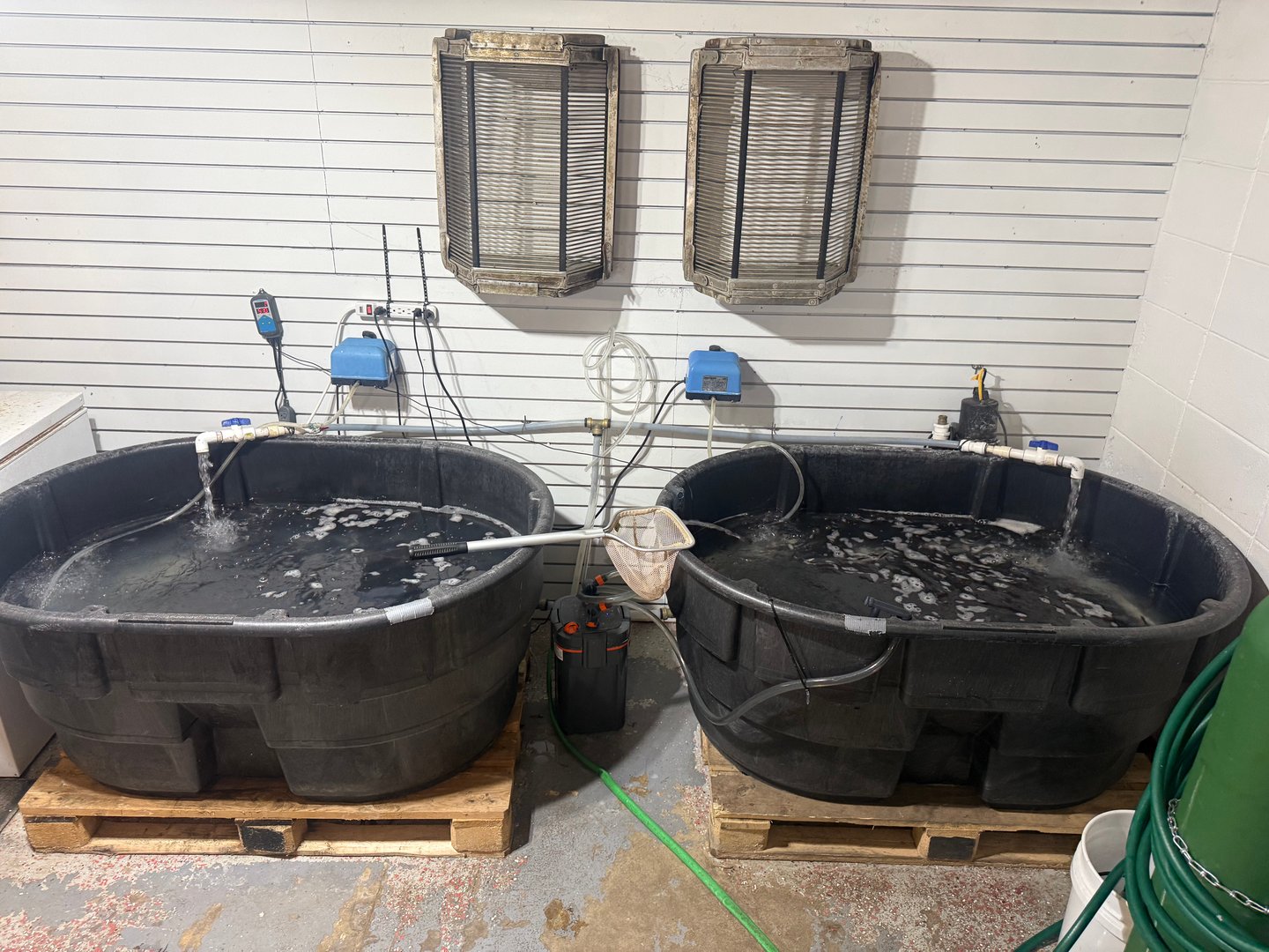 Premium live minnows in container at M & W Bait & Tackle