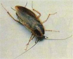 German Cockroach identification guide