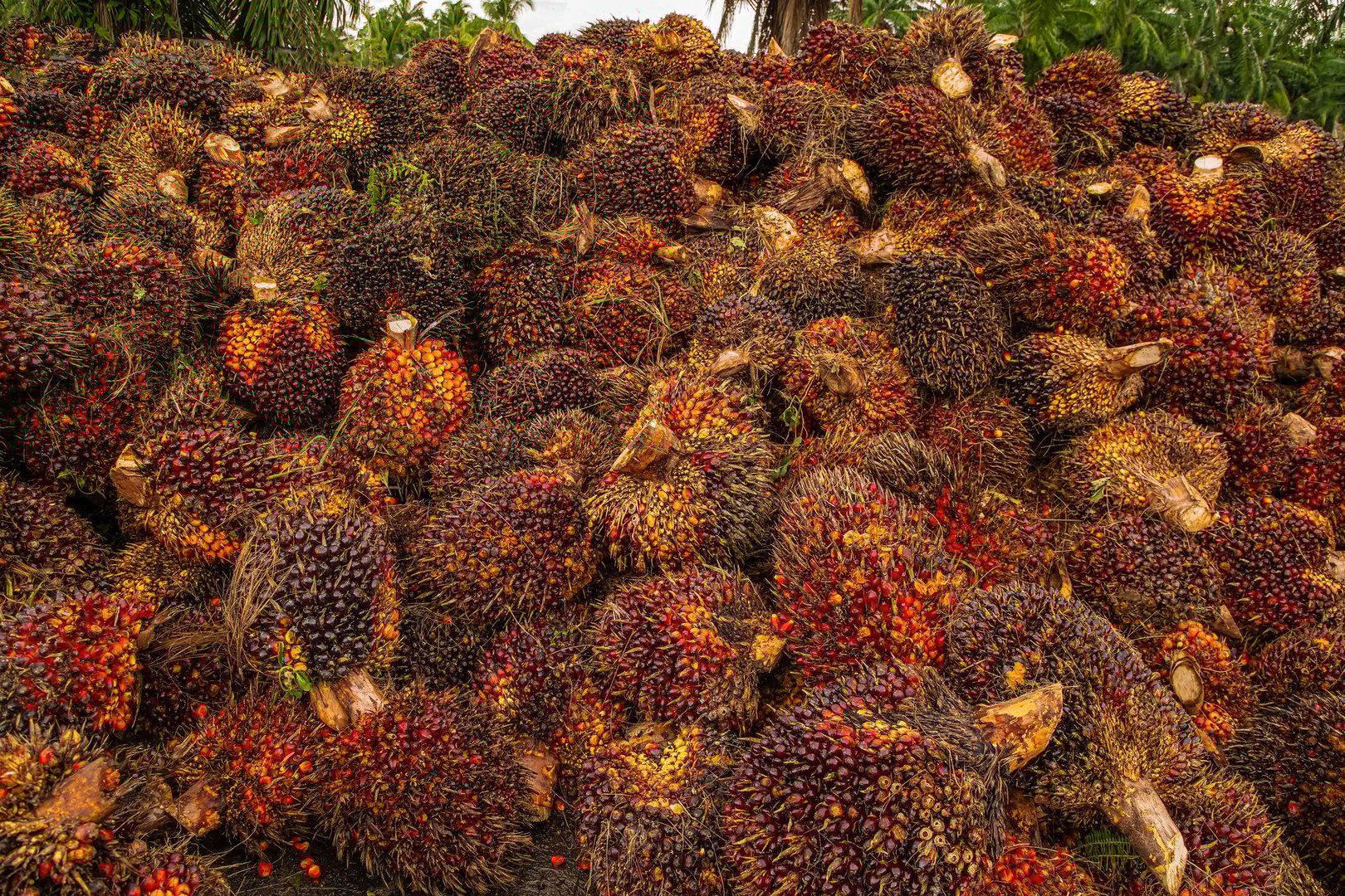 Fresh Fruit Bunch palm oil