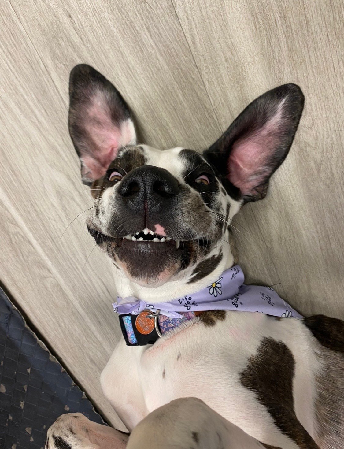 A playful dog with large ears lying on its back, wearing a collar and a white bandana, showing its teeth in a goofy smile.