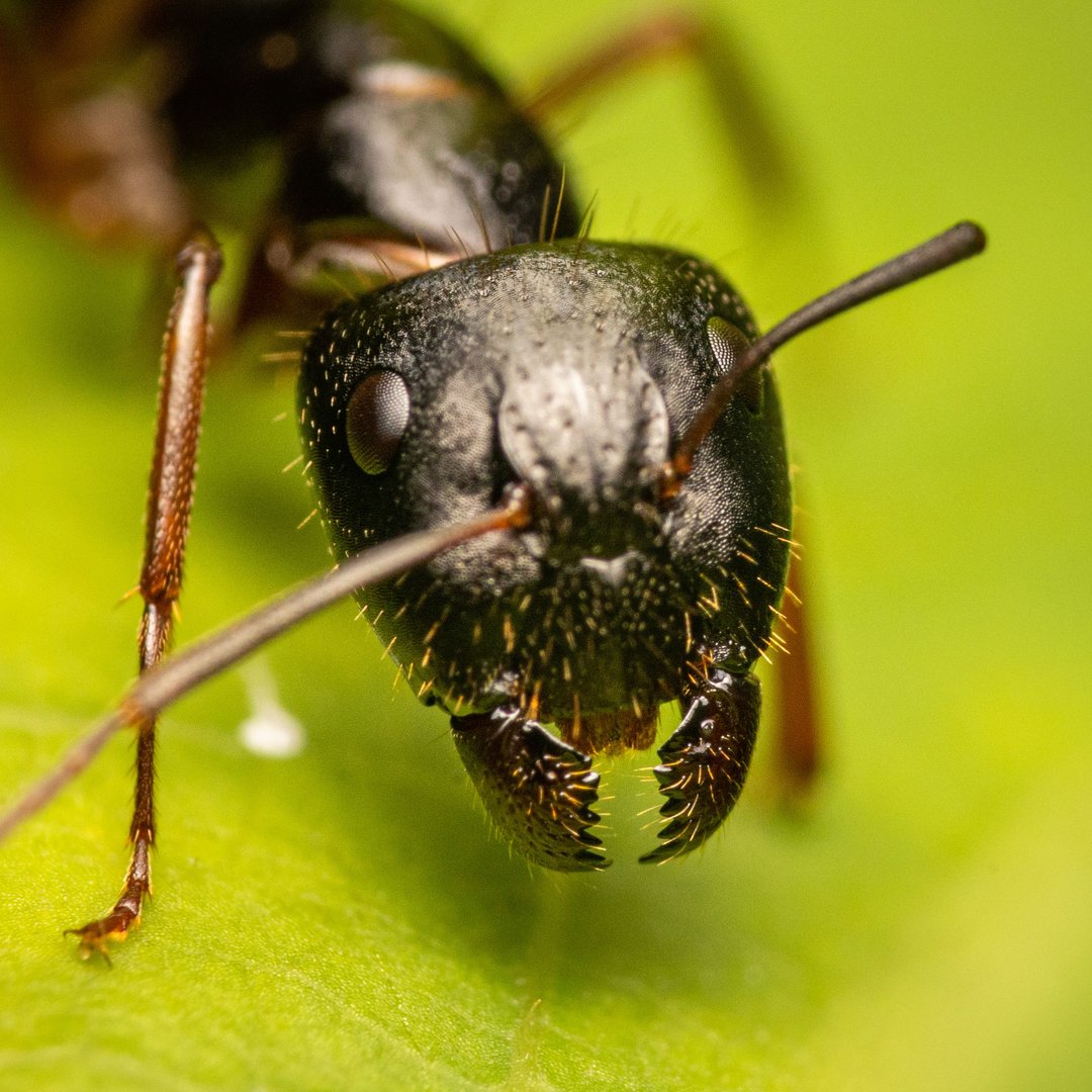 Close-up macro shot of a black ant on a green leaf