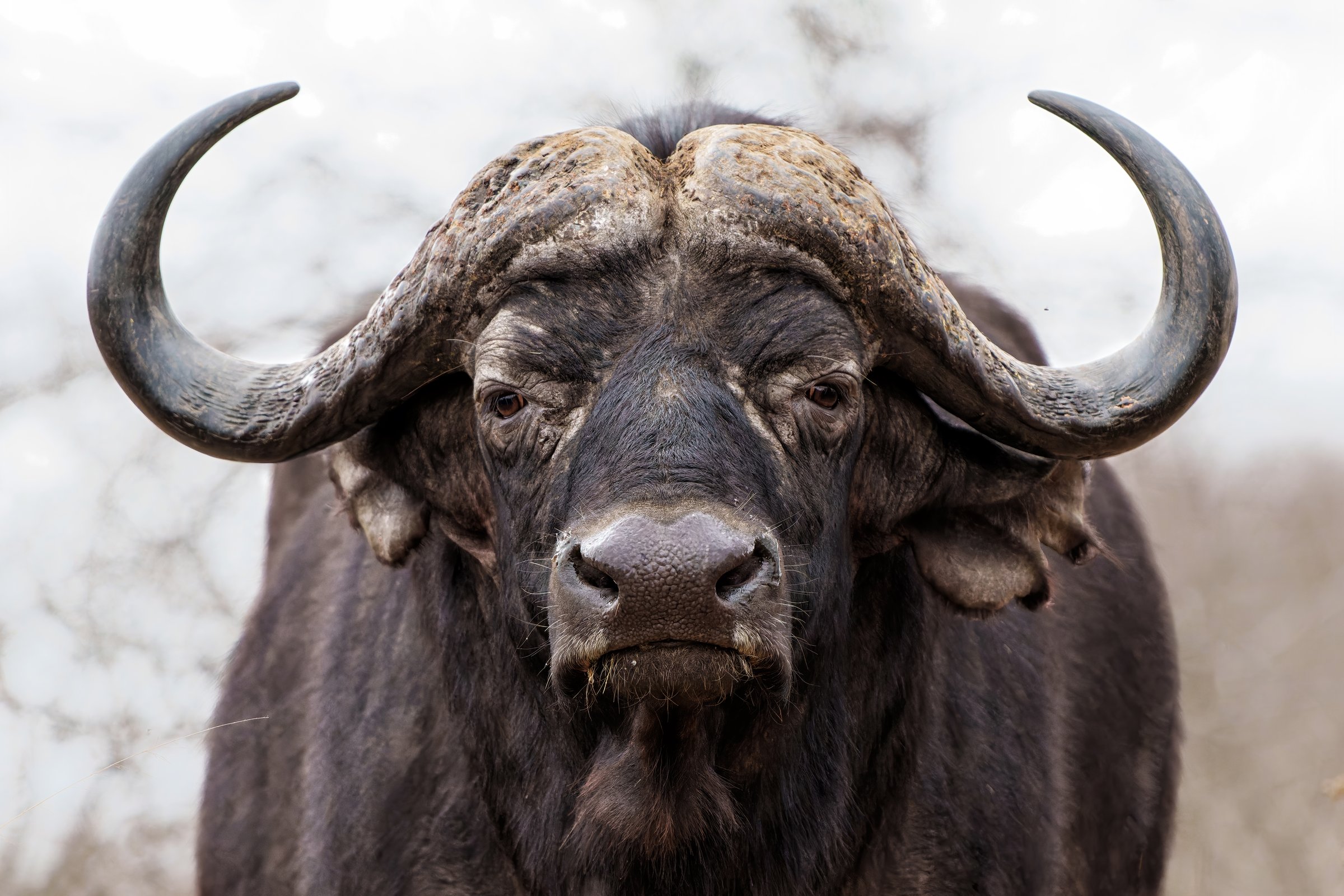 Portrait of a Buffalo bull standing in Kruger National Park in South Africa