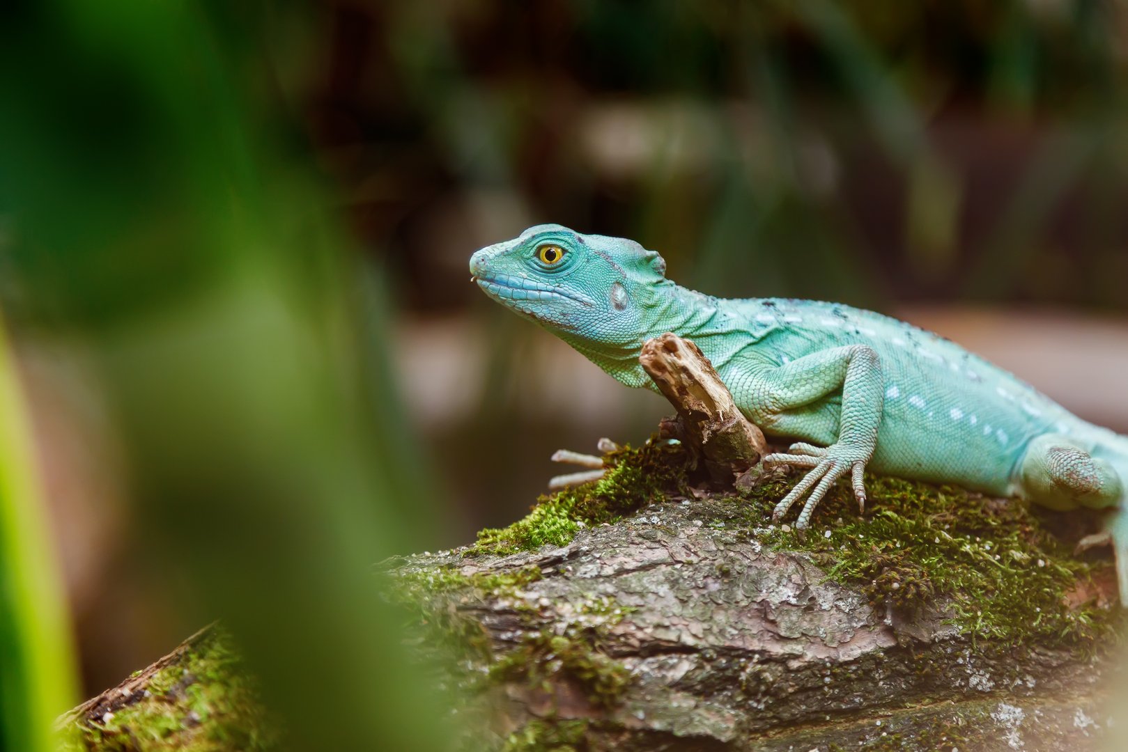 Close-up of a bright green basilisk lizard resting on a mossy log with blurred tropical foliage in the foreground, representing exotic wildlife, rainforest habitat, and reptile biology
