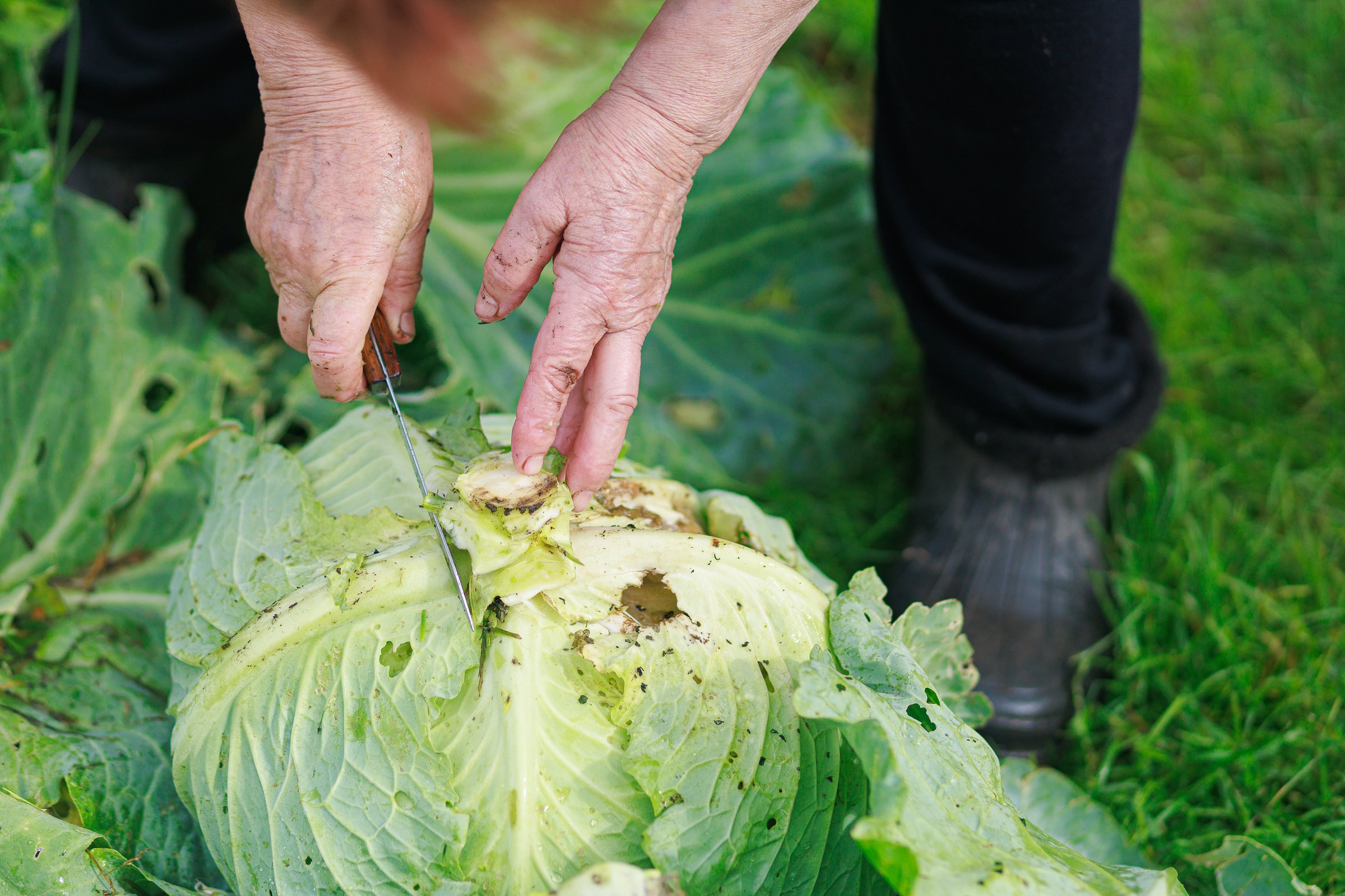 Detailed close-up of hands cutting cabbage head with knife in garden, organic farming and sustainability concept, copy space.