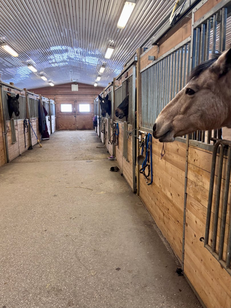 Group of horses looking out of their stalls in a clean barn