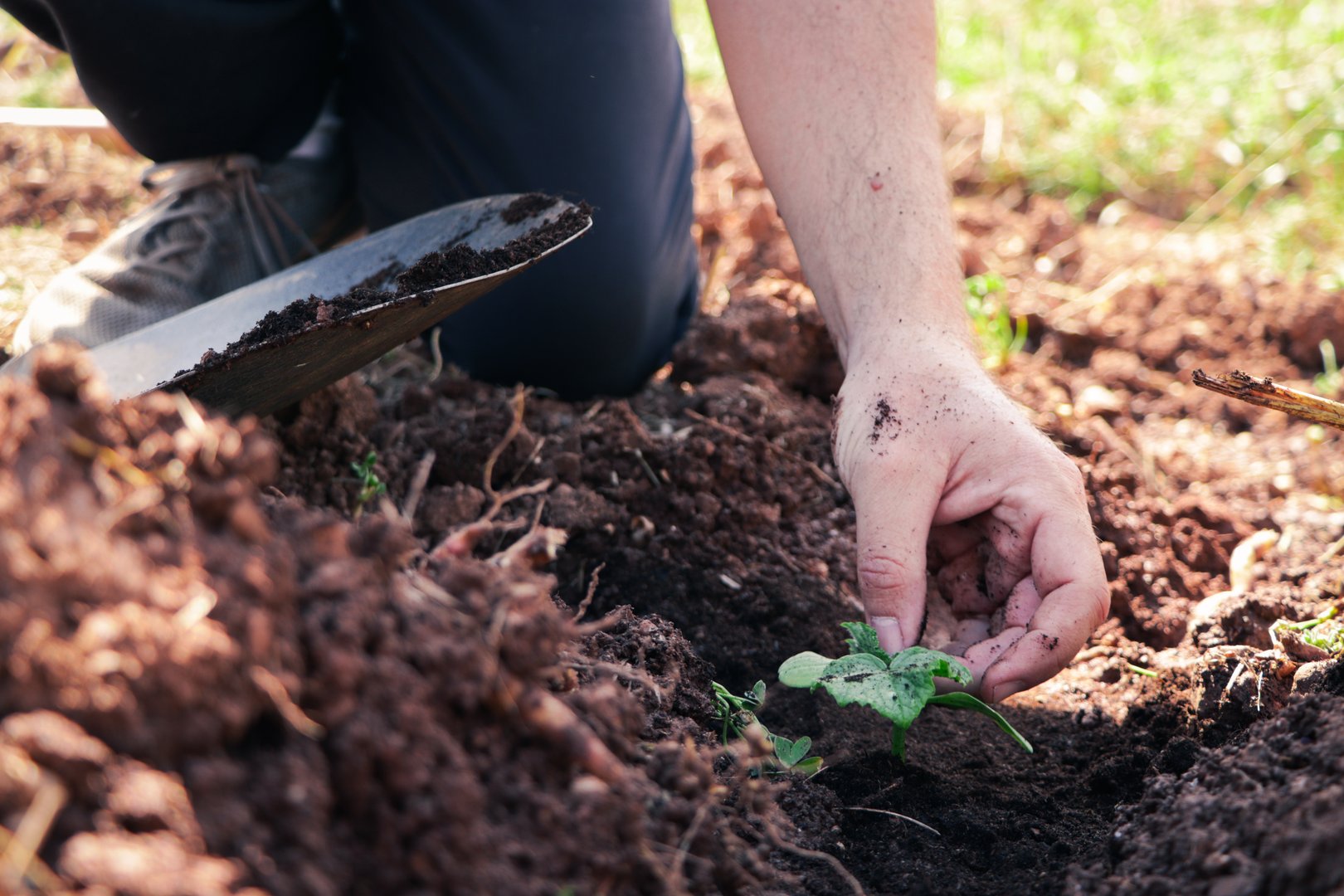 man's hand planting a vegetable seedling in the garden