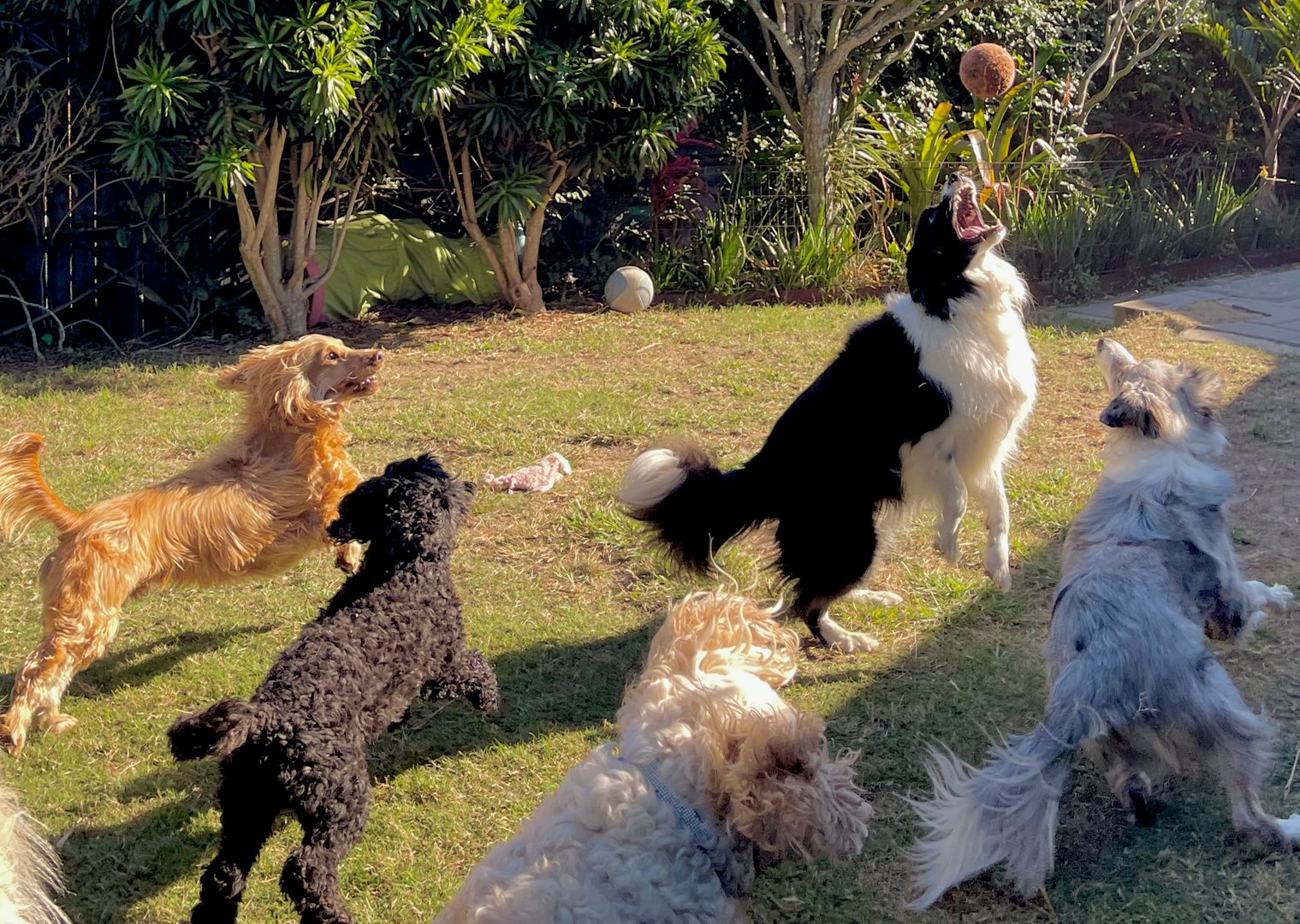 Dogs running in a group to catch ball