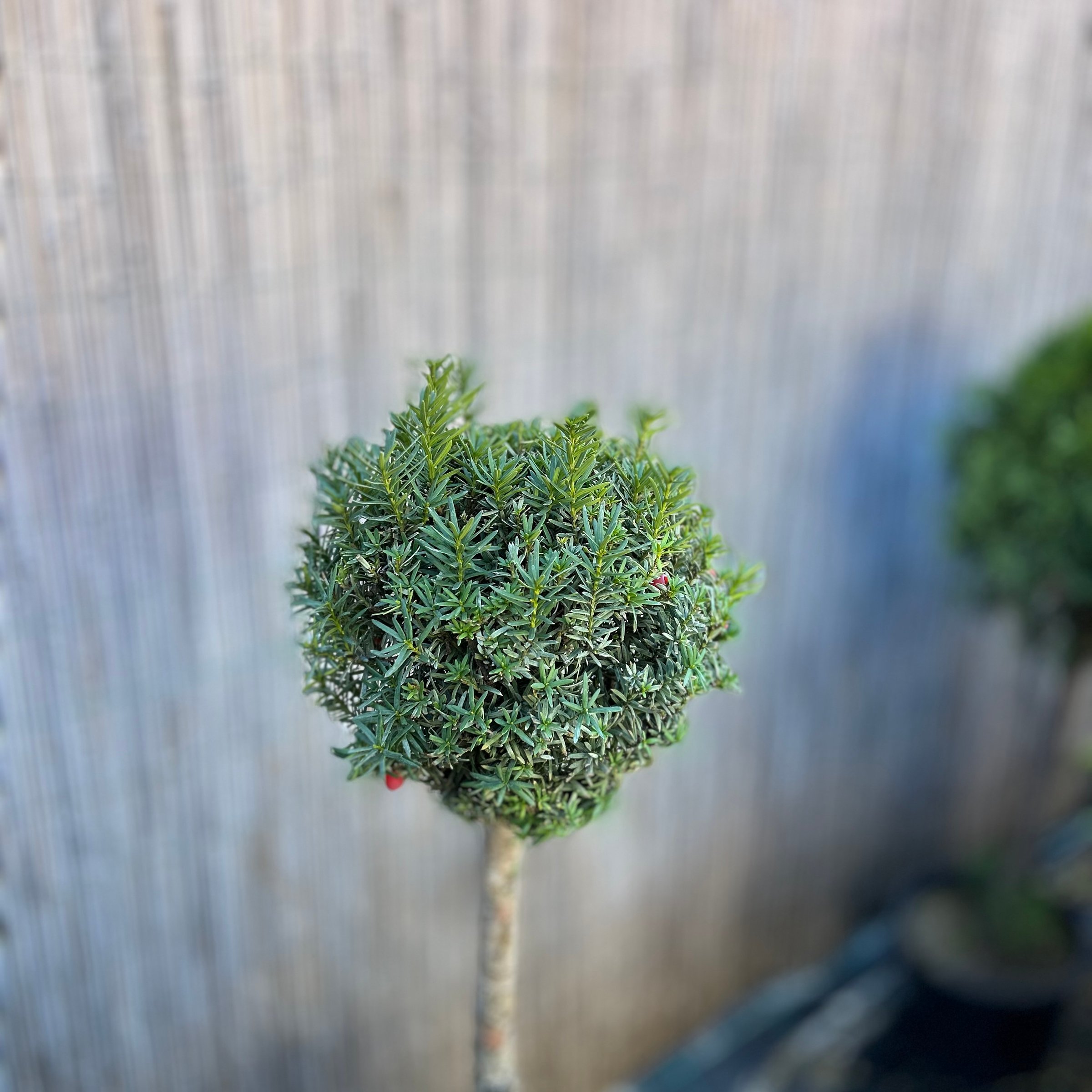Japán juhar - Acer palmatum őszi színekben