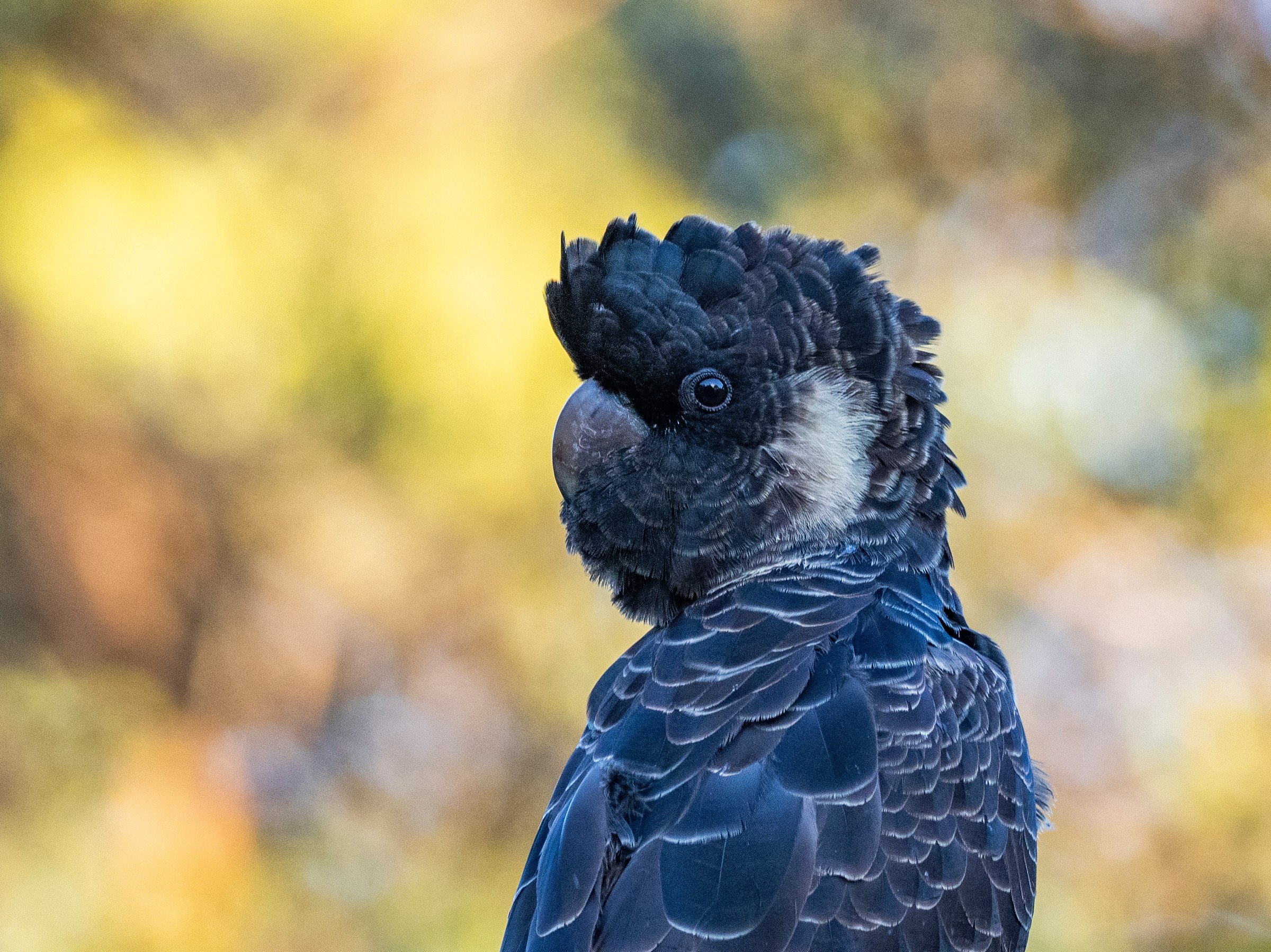 Portrait of an endangered Carnaby's black cockatoo, with golden bokeh background.