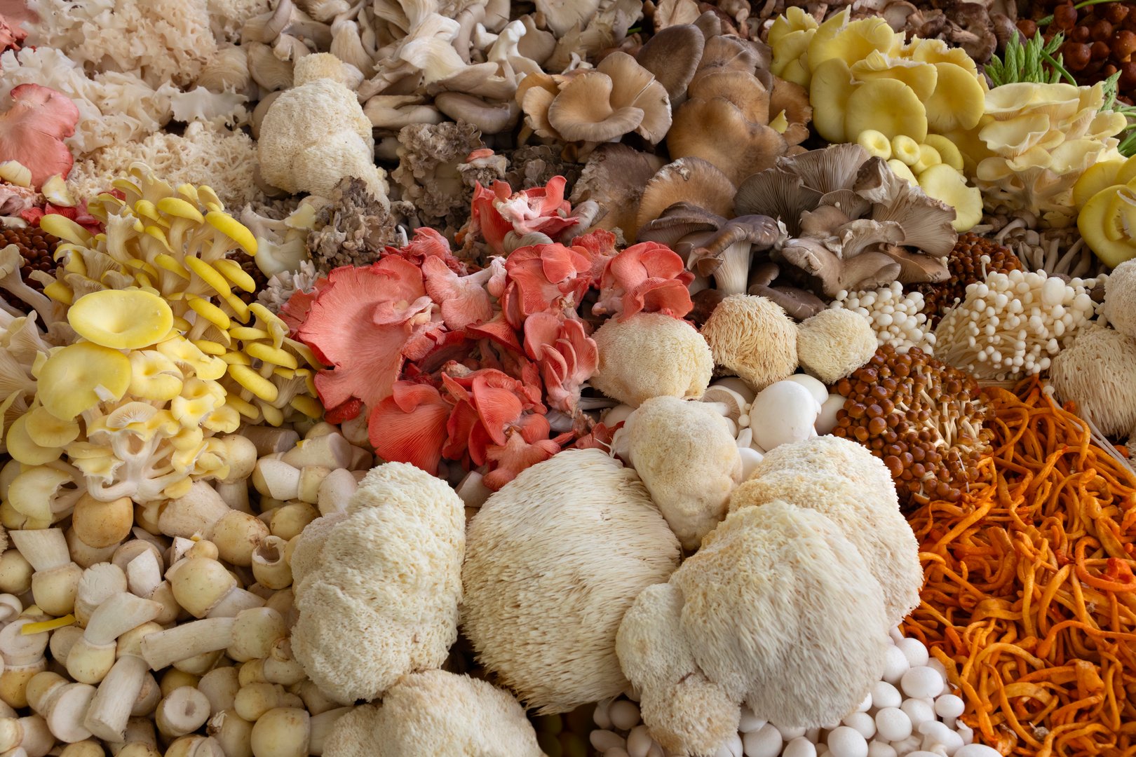 Fresh gourmet mushroom varieties