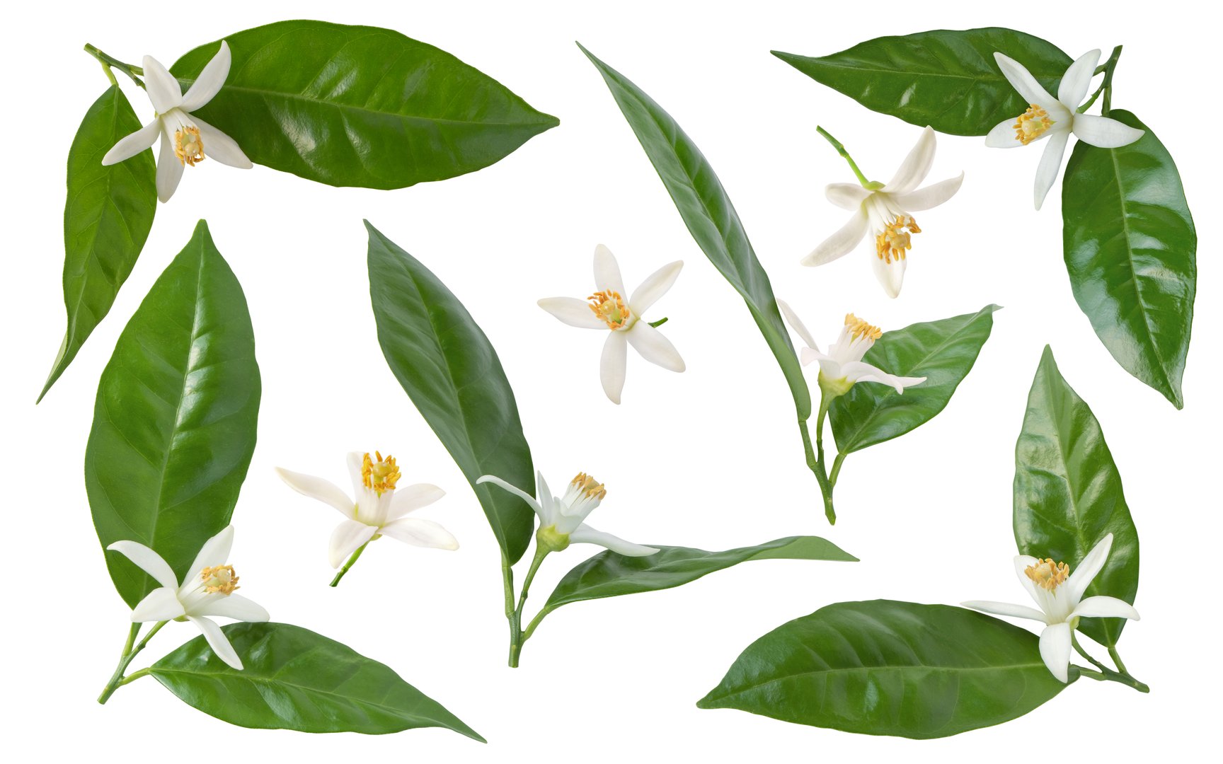 Orange tree blossom. Neroli flowers branches with green glossy leaves set isolated on white. Sweet fragrance bloom. White petals and yellow stamens.