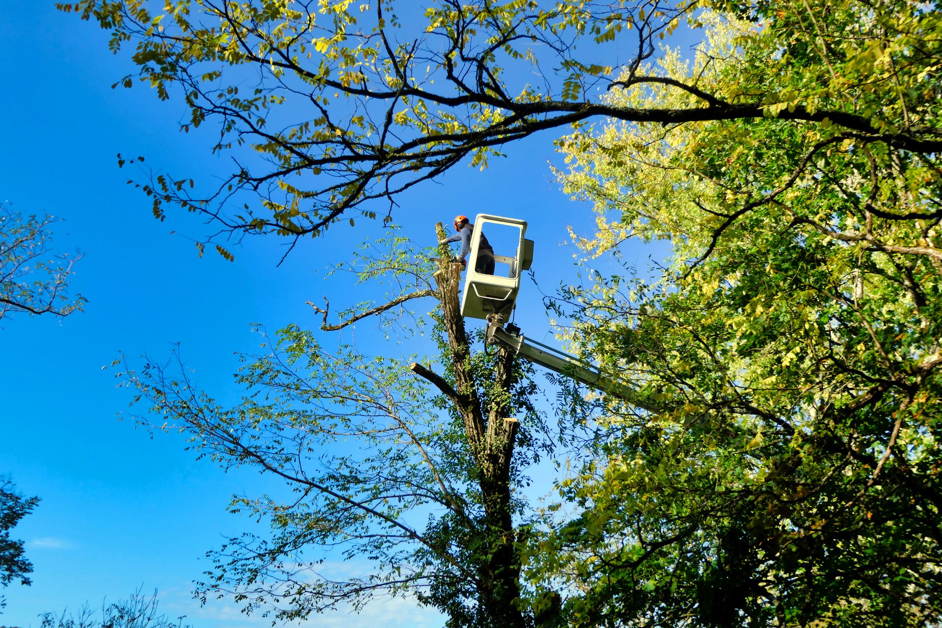 Telescopic handler, with fully extended arm, being used by a tree surgeon to cut branches off a tall Acacia tree