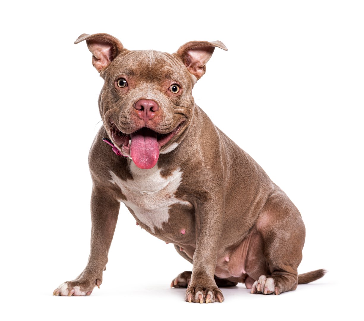 Sitting American Bully panting
