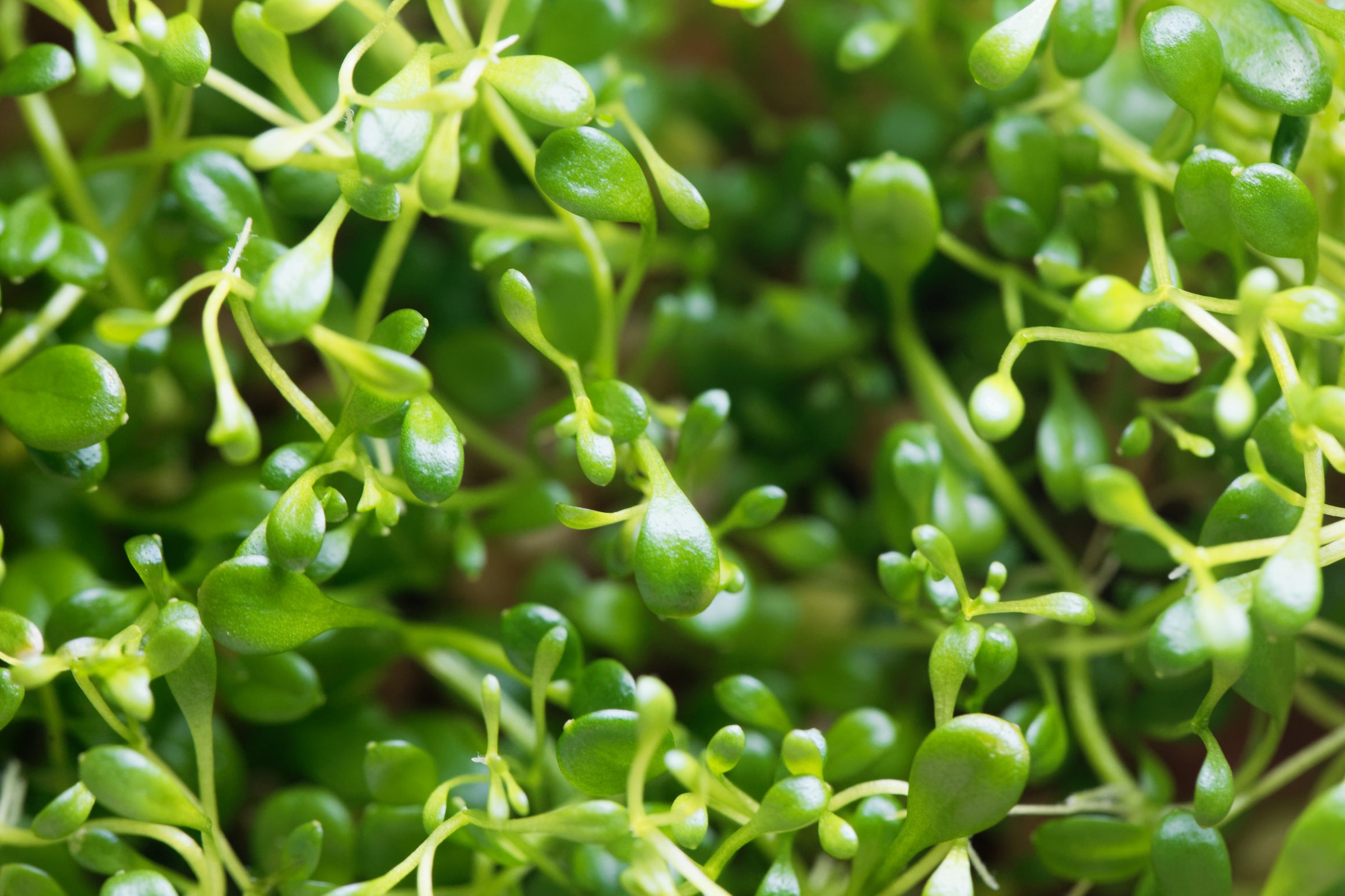 Leaves of a Small mud-mat, Glossostigma elatinoides, a dwarf aquarium plant.