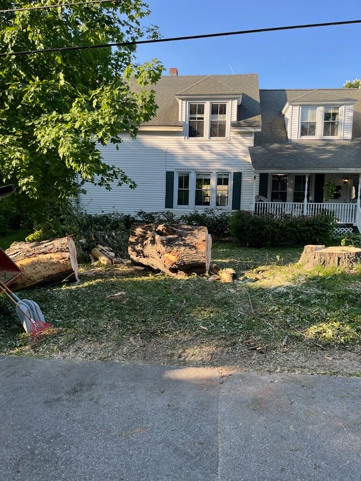 After tree care service