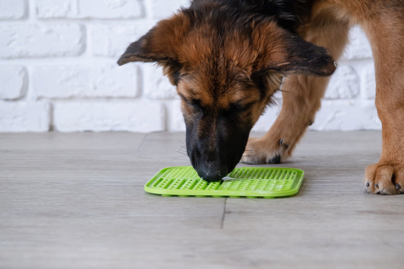 cute German shepherd puppy using lick mat for eating food slowly. snack mat, licking mat for cats and dogs