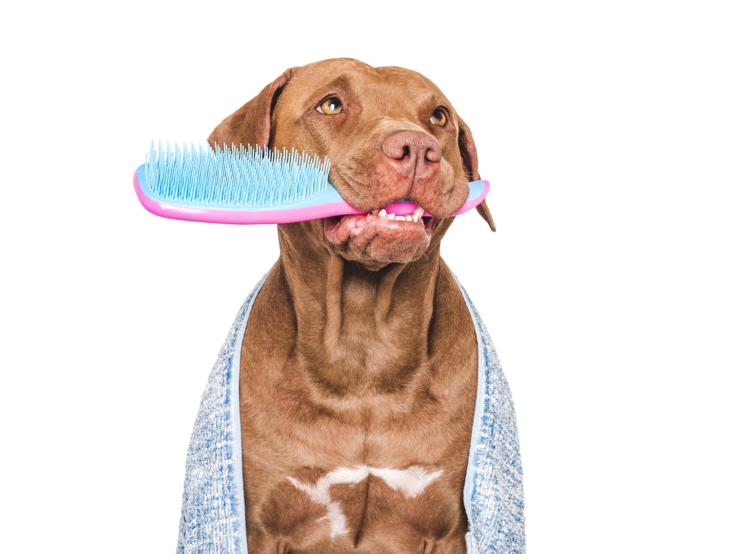 Cute brown dog with pink comb. Closeup, indoors. Studio shot, isolated background. Concept of care, education, obedience training and raising pets