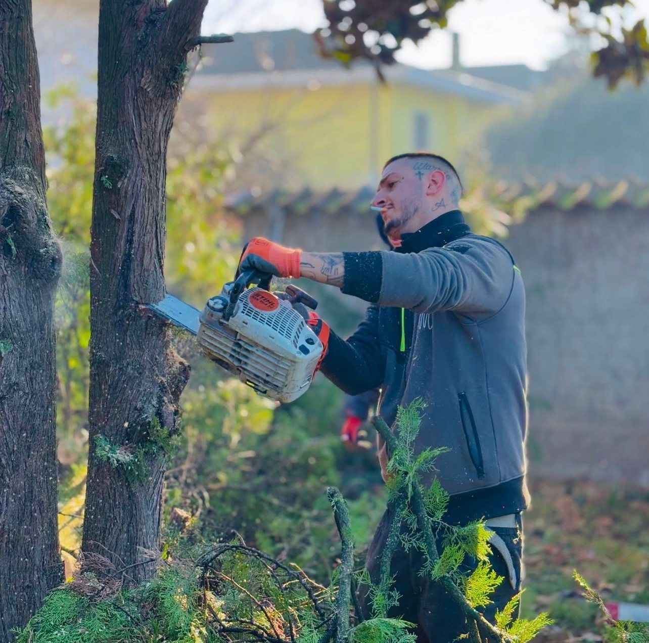 Potatura professionale V&M Group - Cura delle piante