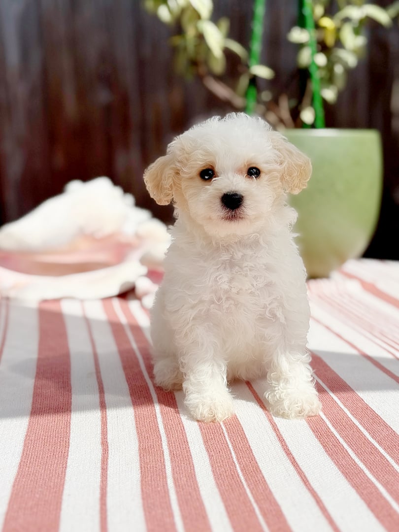 Adorable toy poodle puppy