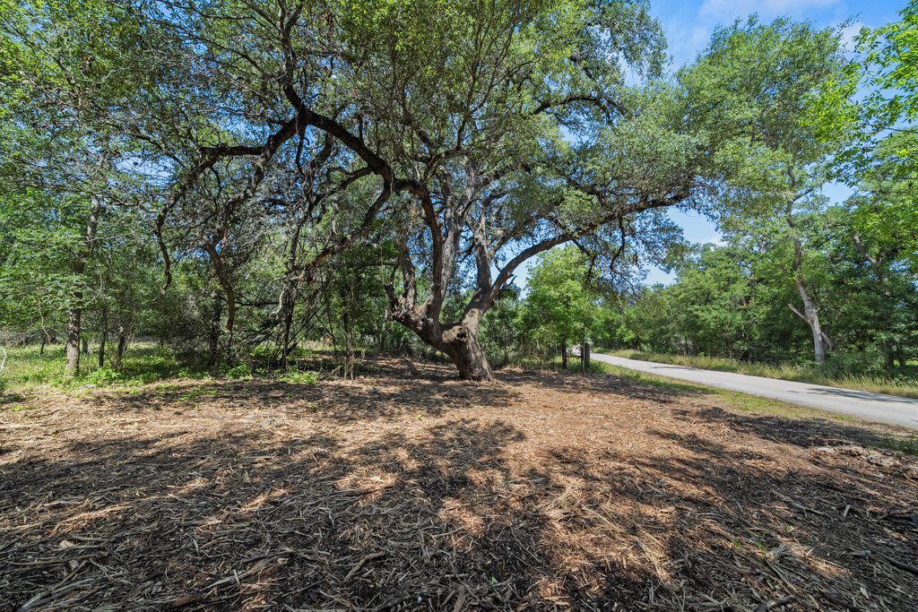 A large oak tree with sprawling branches stands by a roadside, surrounded by green foliage and sunlight filtering through.