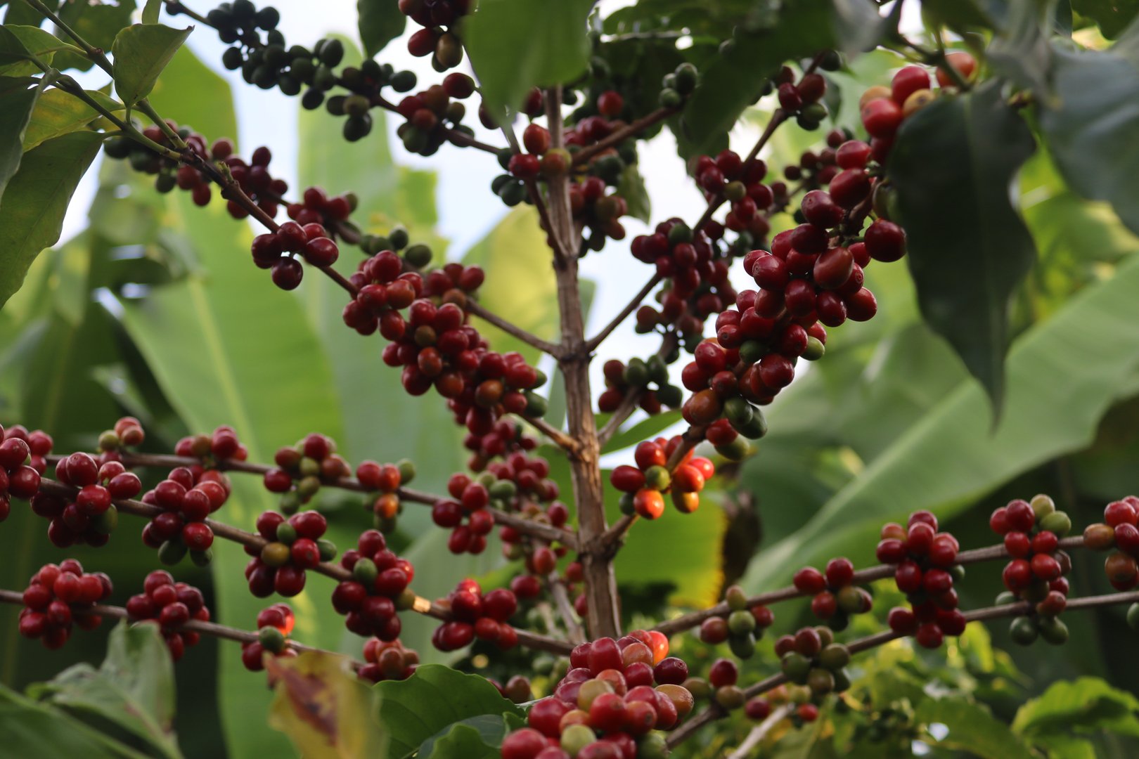 Ruwawa Farm coffee harvest