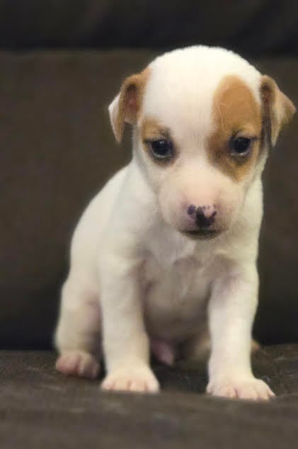 Beautiful Jack Russell Terrier puppy available from Tomlin Farms