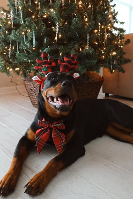 Jessica Lagasse family dog Christmas photo