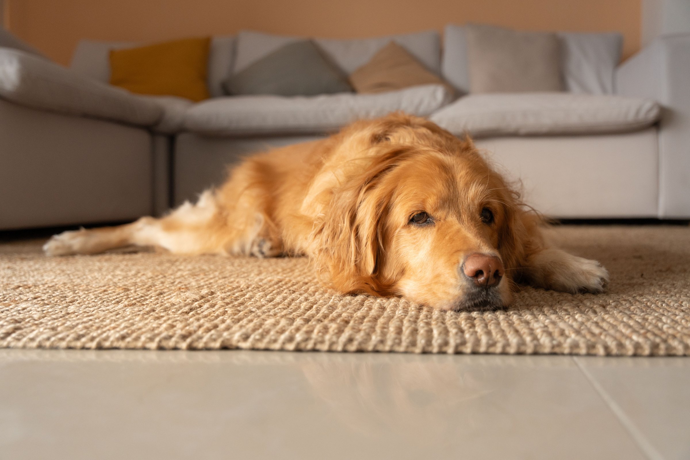 Golden retriever lying peacefully on a woven carpet in a warm, inviting living room with a sofa and cushions in the background
