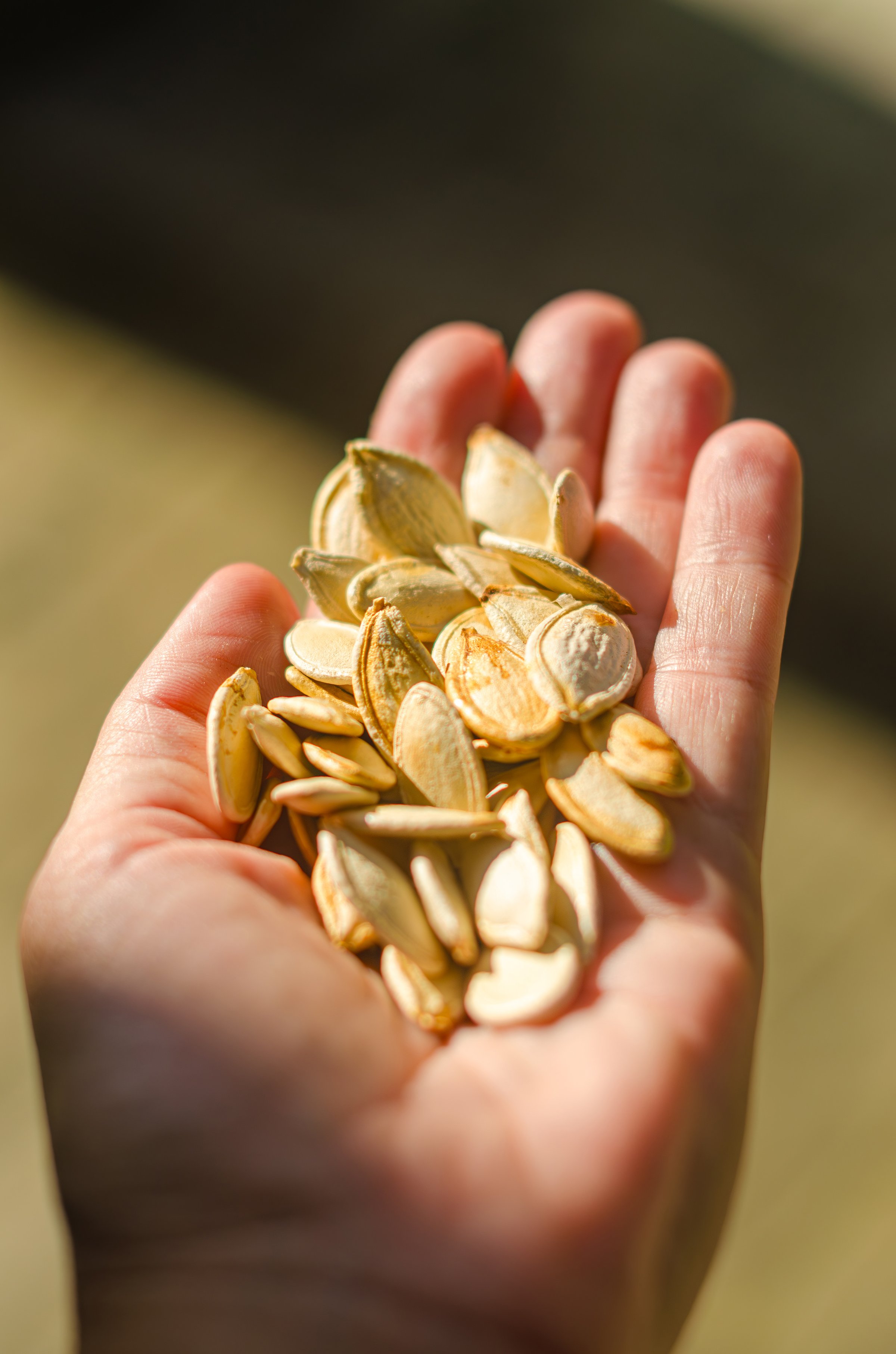 Close up of organic pumpkin seeds cupped in the palm of a hand. High quality photo