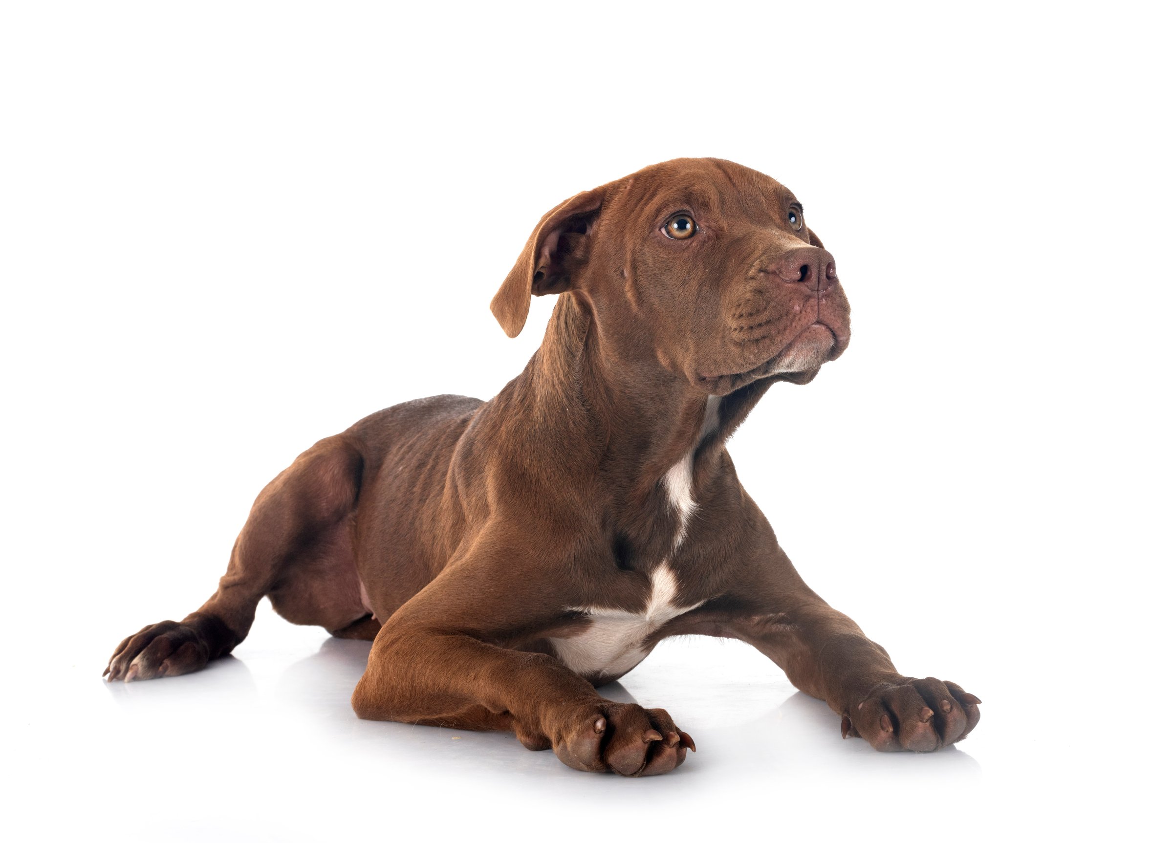 puppy american pitbull terrier posing in front of white background