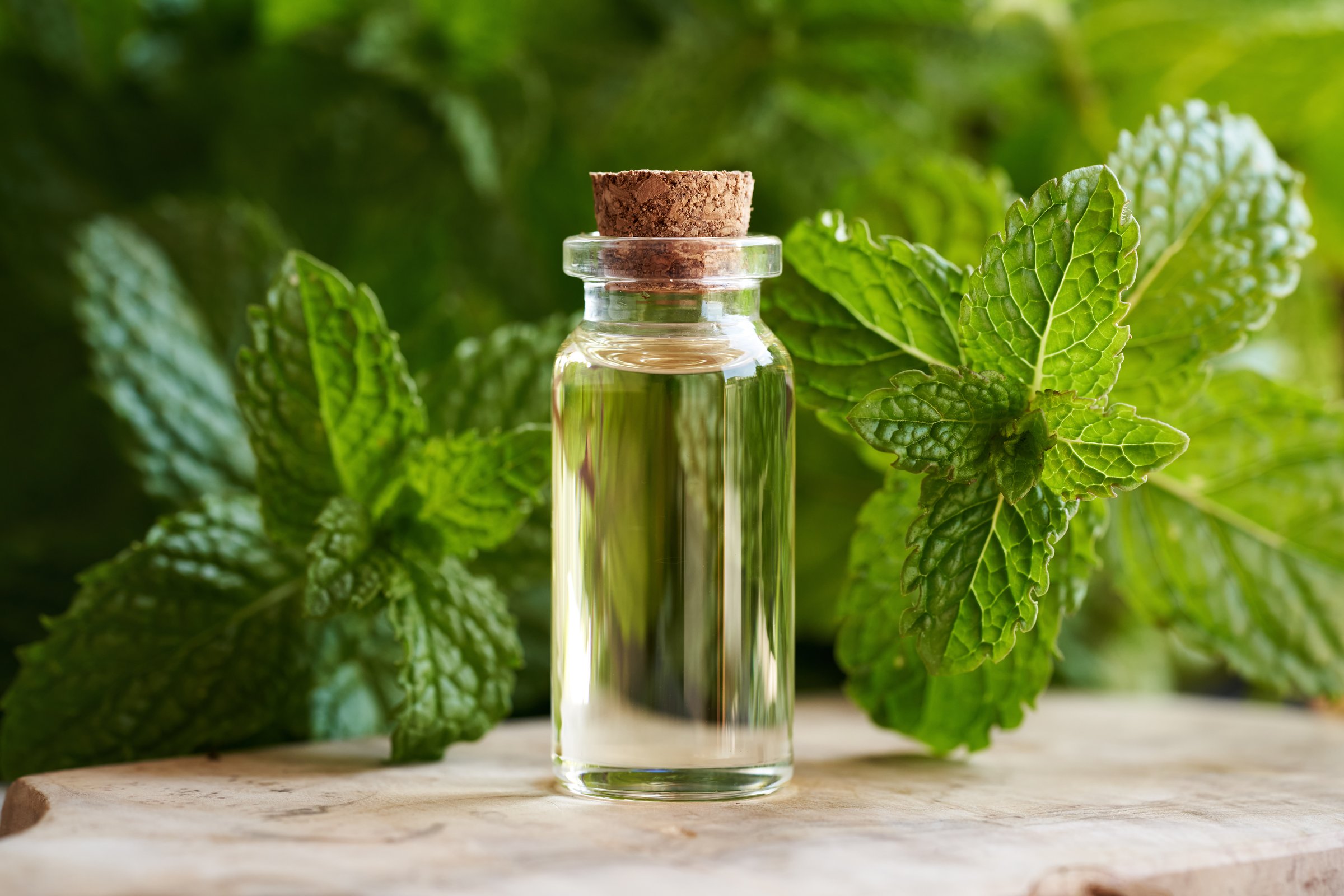 A transparent glass bottle of aromatherapy essential oil with fresh green peppermint leaves