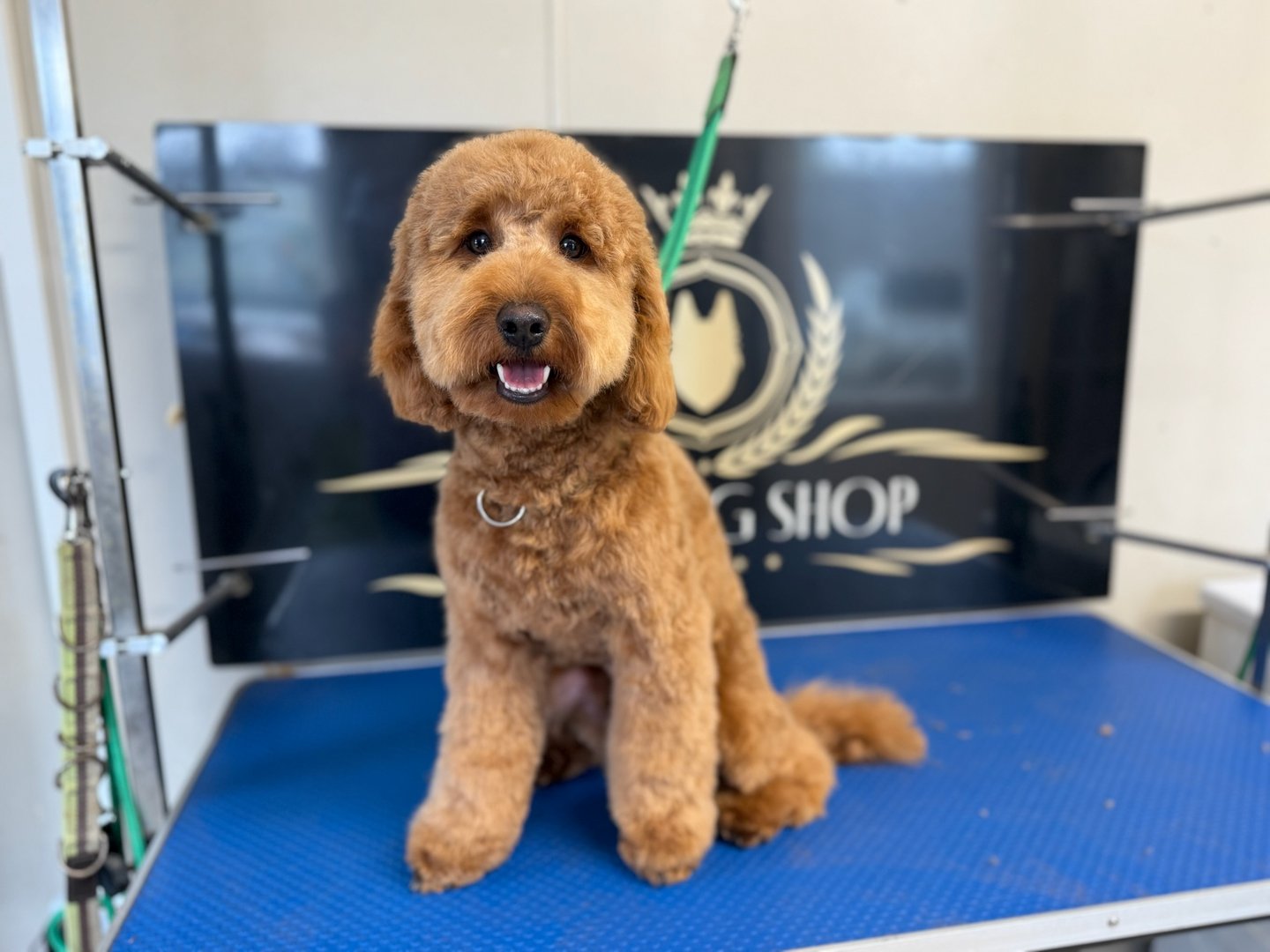 Groomed dog at The Dog Shop Ashbourne