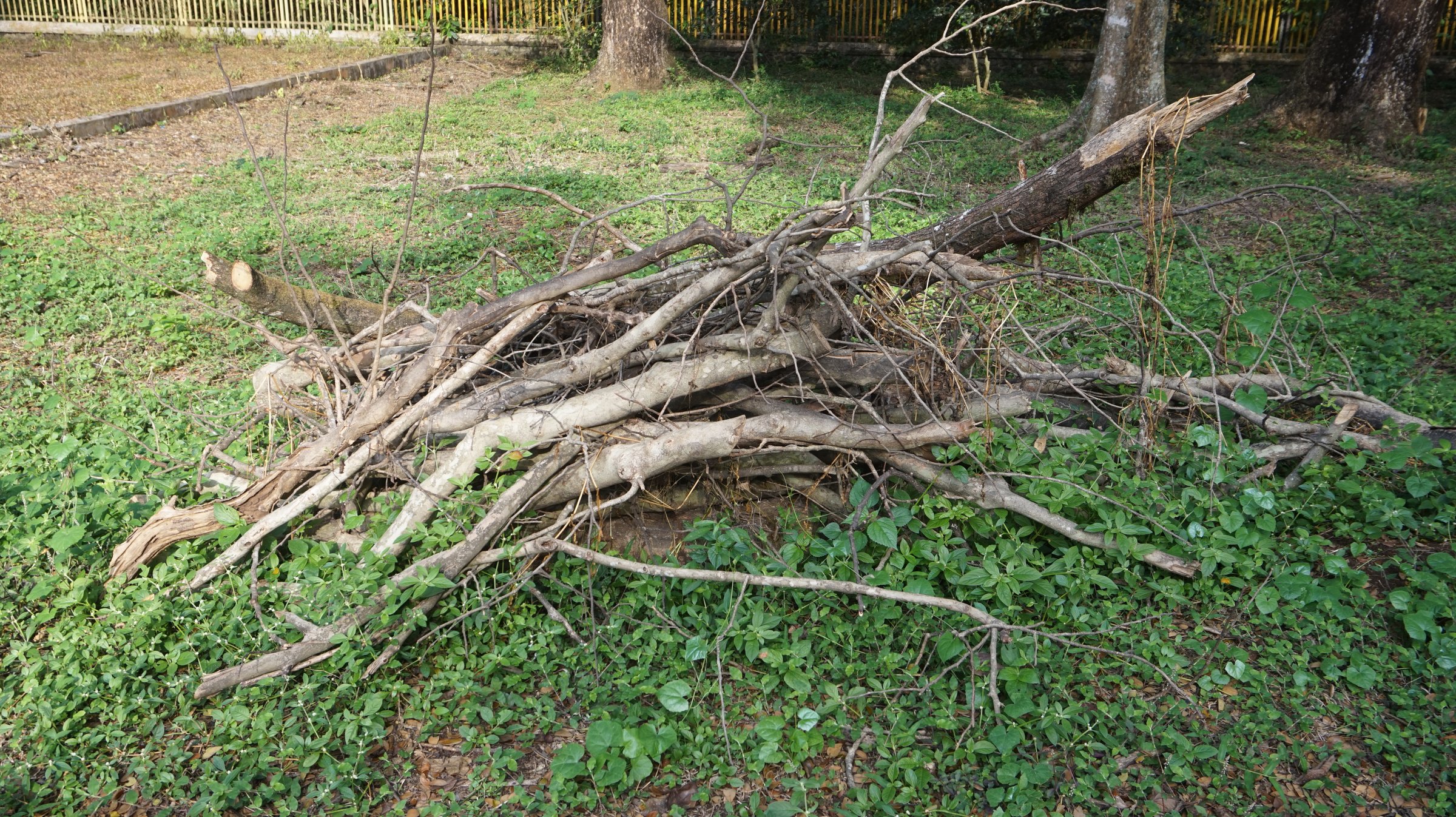 A rustic pile of weathered tree branches and broken logs lies scattered across a lush green ground cover. The natural debris forms an organic heap, showcasing the textures and forms of dried wood in