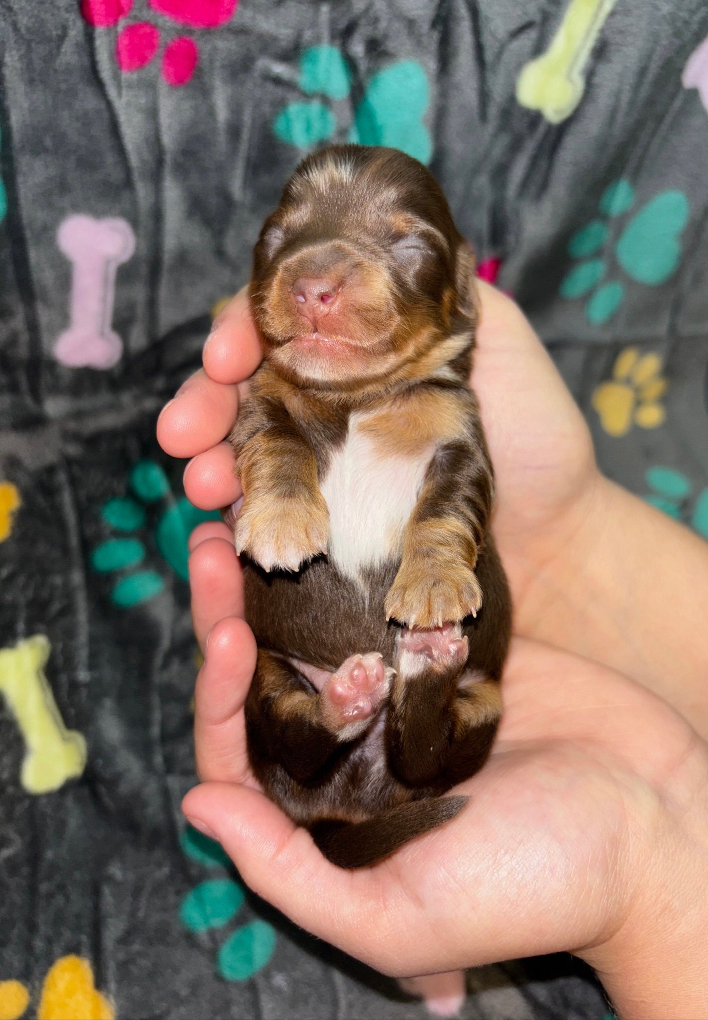 Person holding a sleeping brown and white newborn puppy in their hands, with a colorful dog-themed blanket in the background.