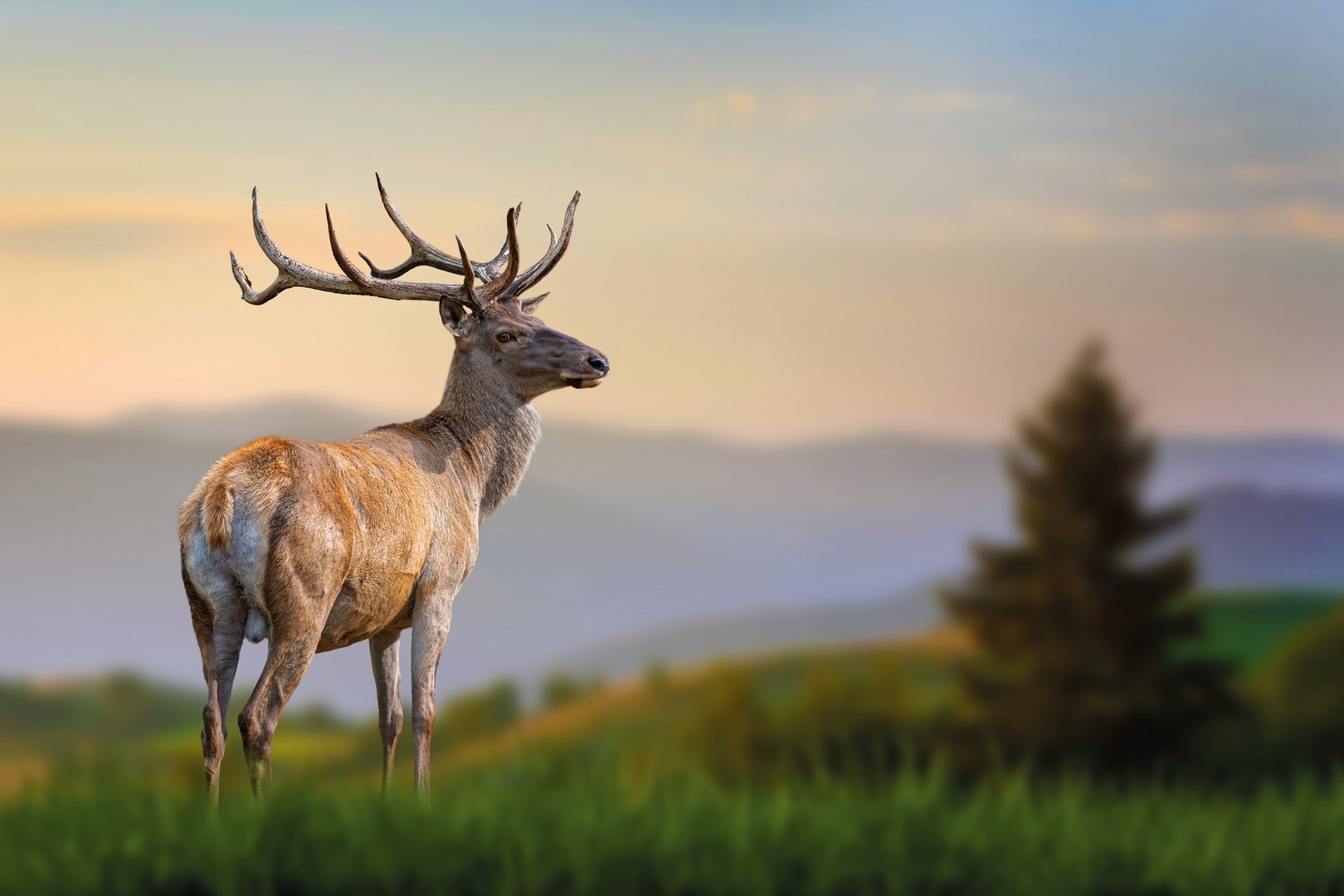 Red deer stands in the grass against the backdrop of mountains at sunset. Wildlife scene