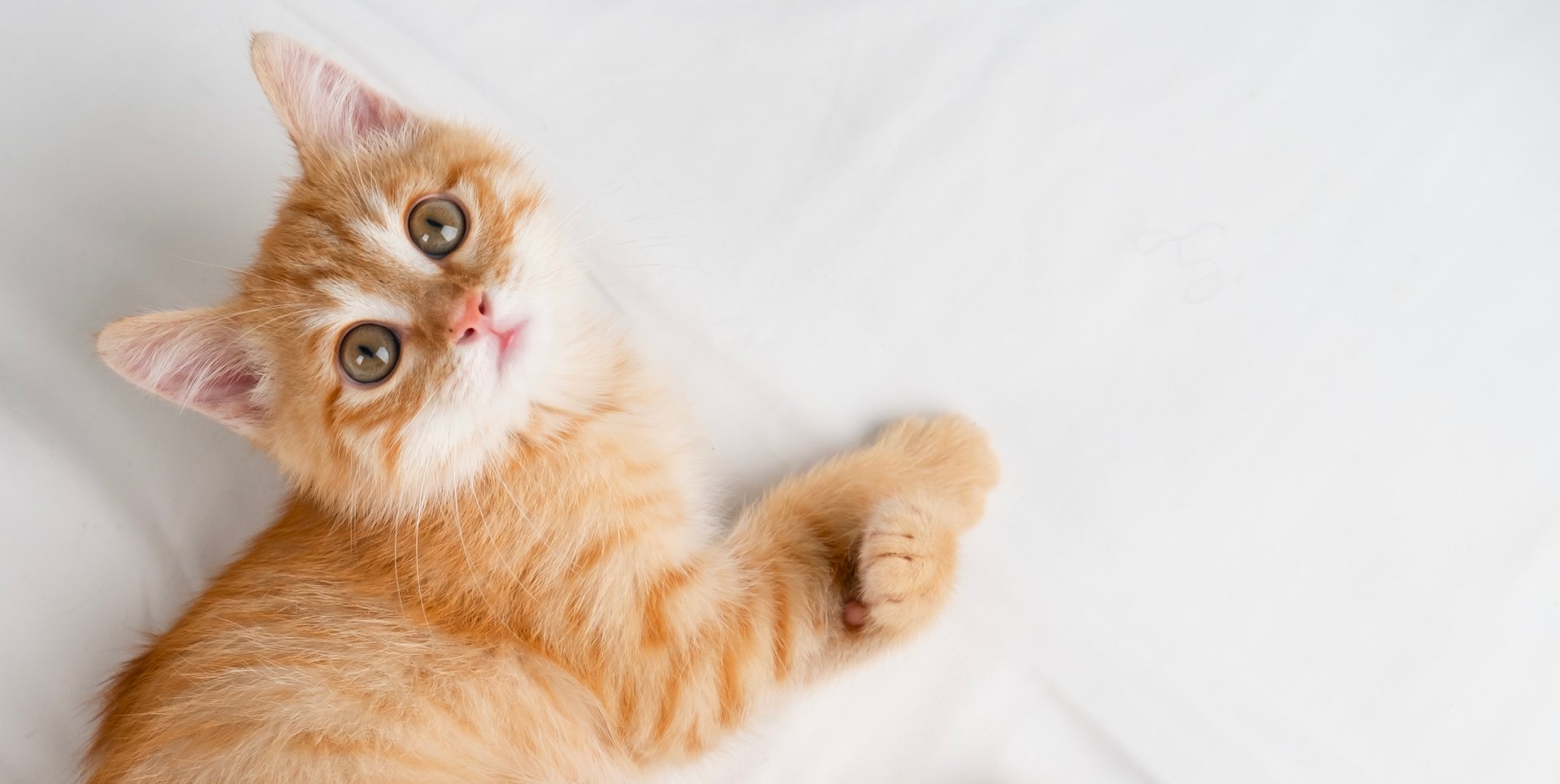 Little red kitten lying on a white sheet.