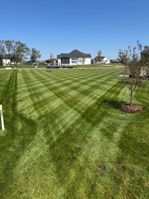 Beautiful lawn