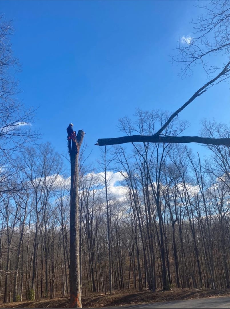 Tree service work