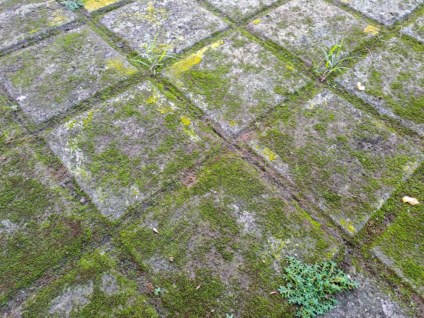Moss on the Moss on the sidewalk. Rusty stone wall green texture background. Paving stones with some moss