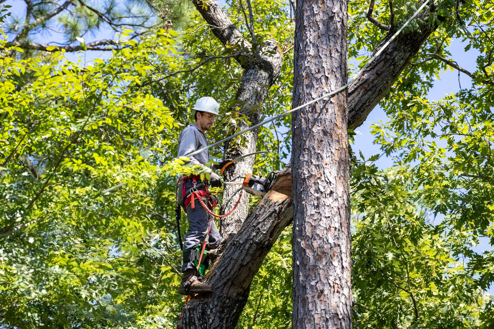 Tree trimmer working to prune tree limbs