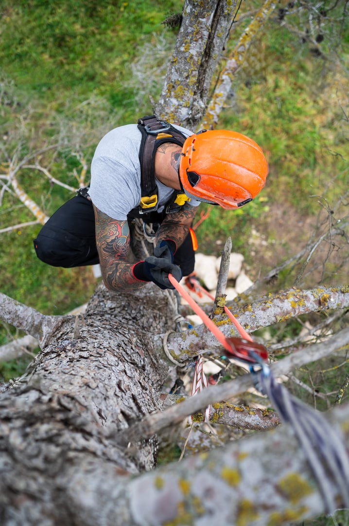 Arborist is using ropes and safety equipment to prune a tree