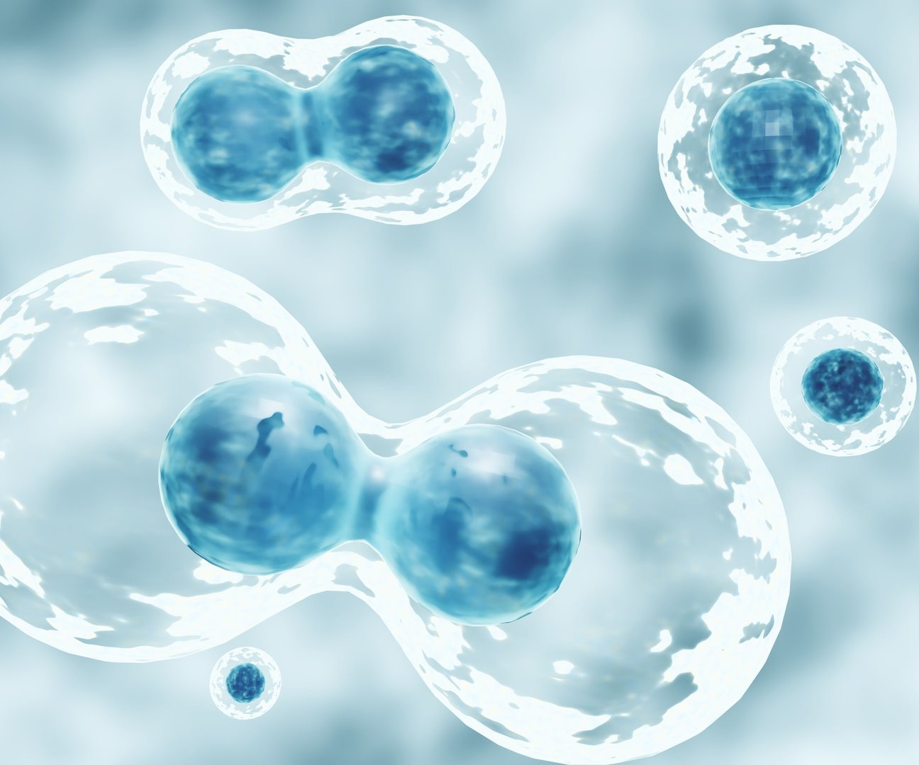Cell division happens when a parent cell divides into two or more cells called daughter cells 3D rendering
