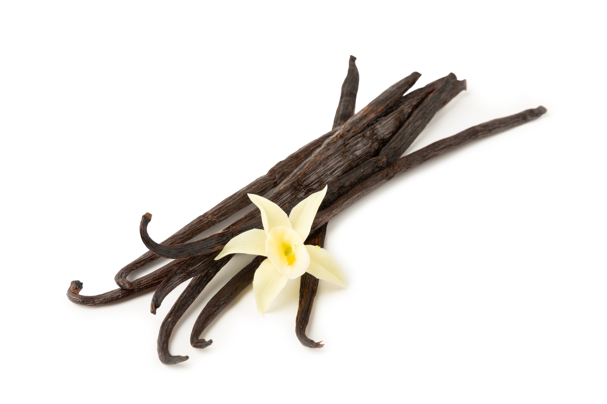 Vanilla pods isolated on white background. Vanilla flowers and seeds. vanilla stick bean. Aromatic spicy spice for pastries and desserts. Seasoning. Space for text. Copy Space
