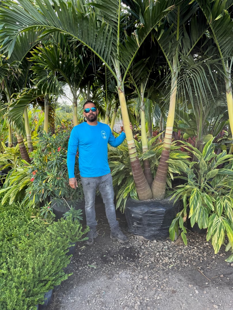 Beautiful tropical palm tree property